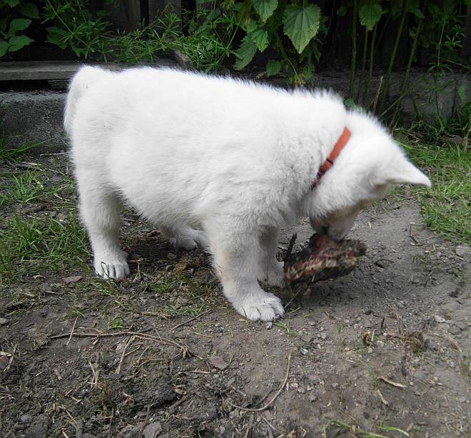 Weisser Schferhundwelpe von den Grenzgngern